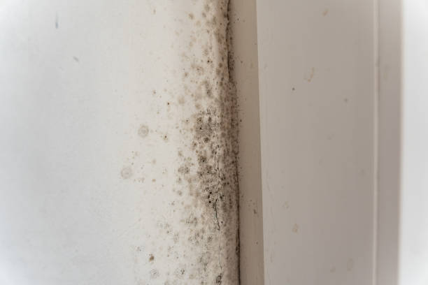 Best Mold Documentation for Insurance Claims  in Hewitt, TX